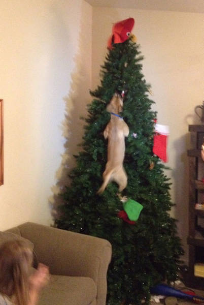 Cats And Dogs Hate Christmas Decorations So Much!