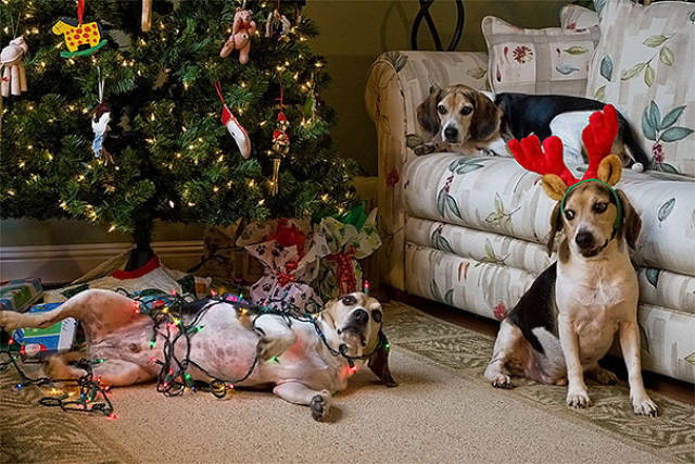 Cats And Dogs Hate Christmas Decorations So Much!