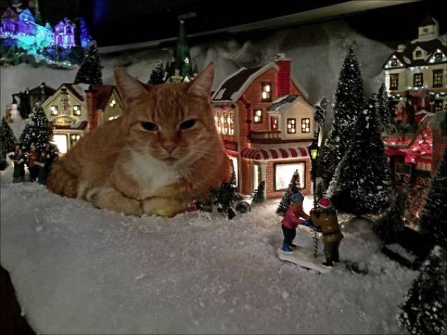 Cats And Dogs Hate Christmas Decorations So Much!