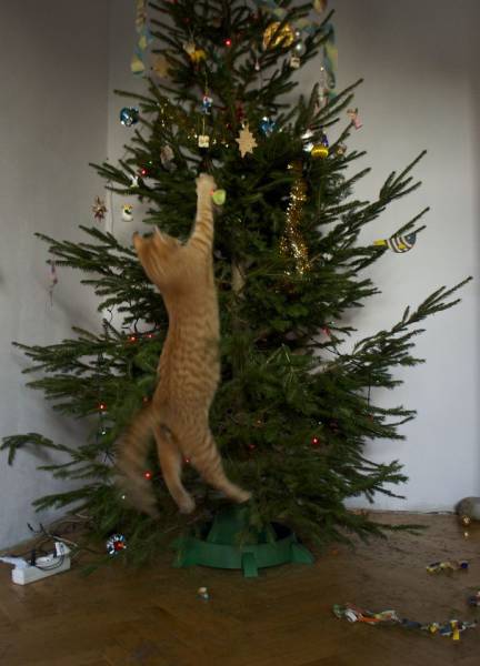 Cats And Dogs Hate Christmas Decorations So Much!