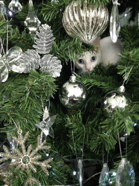 Cats And Dogs Hate Christmas Decorations So Much!