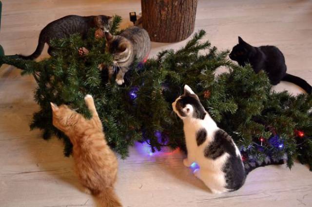 Cats And Dogs Hate Christmas Decorations So Much!