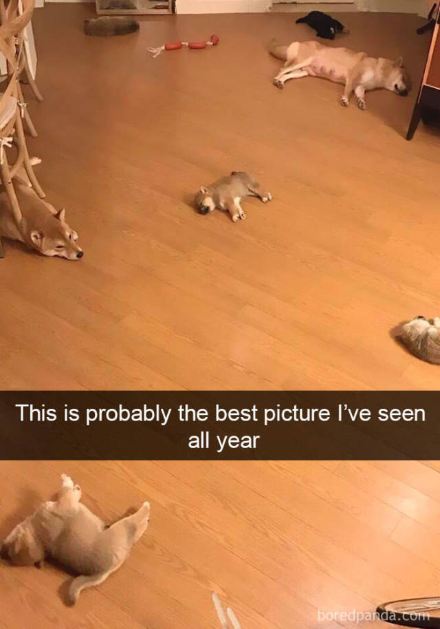 Dogs Always Look Good On Snapchat