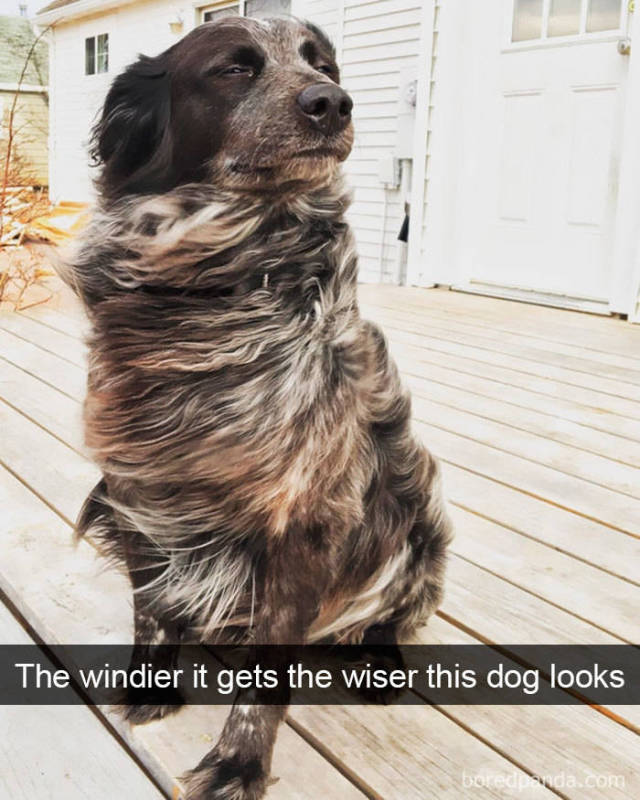 Dogs Always Look Good On Snapchat