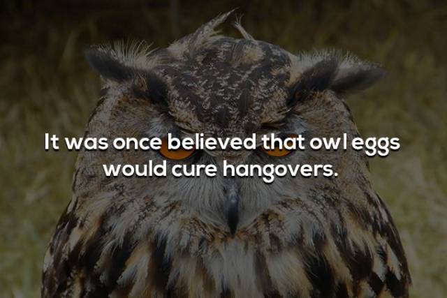 Hangover Facts That We All Fear