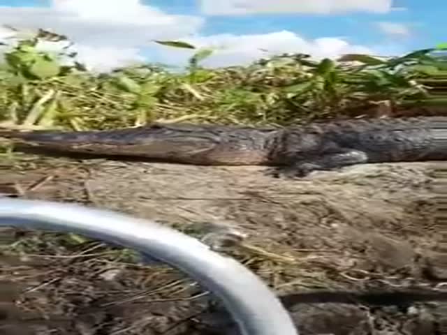 That Alligator Just Wanted To Be Friends…