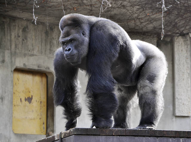 This Is Probably The Most Handsome Gorilla You’ve Ever Seen