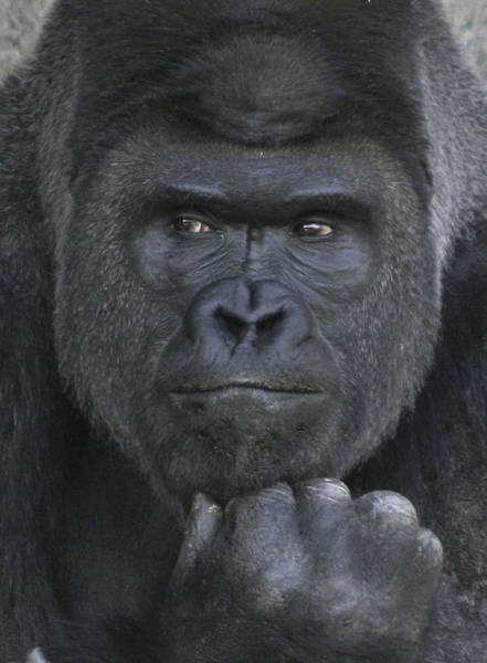 This Is Probably The Most Handsome Gorilla You’ve Ever Seen