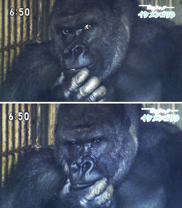 This Is Probably The Most Handsome Gorilla You’ve Ever Seen