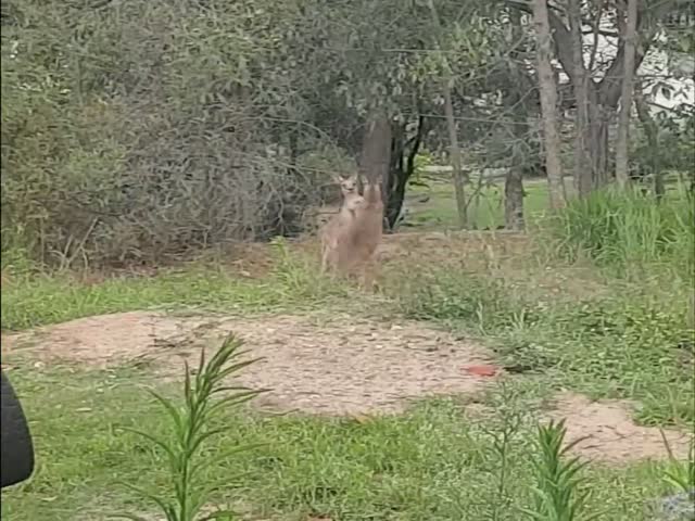 How To Stop Kangaroos From Fighting