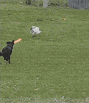 If GIFs Were Filmed By Modern Epic Movie Directors…