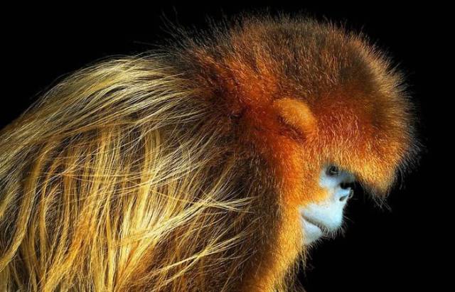 These Animals Are Endangered And Are Can Soon Die Out