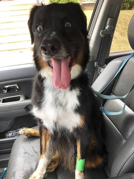 Pets Who Just Came Back From The Vet, And Their Hilarious Reactions