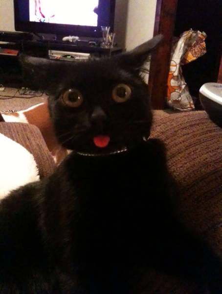 Pets Who Just Came Back From The Vet, And Their Hilarious Reactions