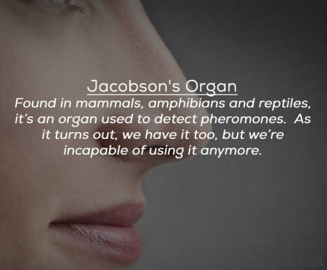 Turns Out We Have Many Organs That We Could Easily Live Without