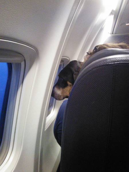 You Wouldn’t Expect To See Them On Your Flight…