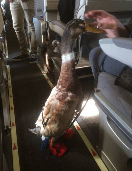 You Wouldn’t Expect To See Them On Your Flight…