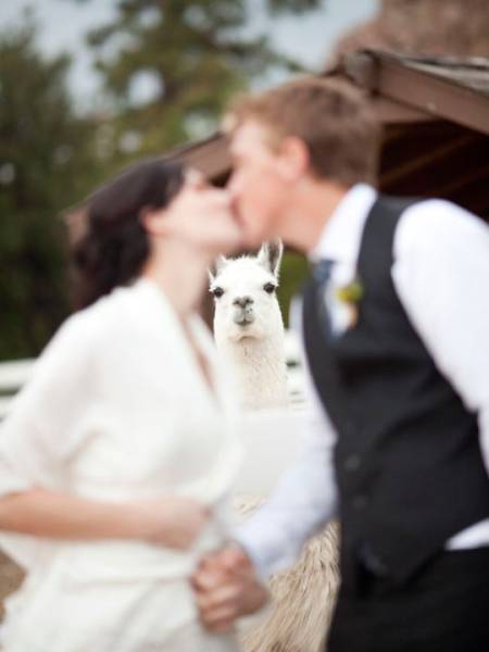 Animals Are Known For Photobombing In Style