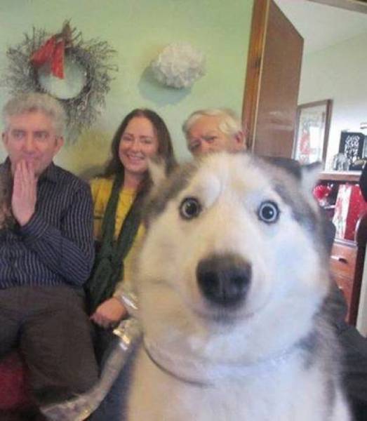 Animals Are Known For Photobombing In Style