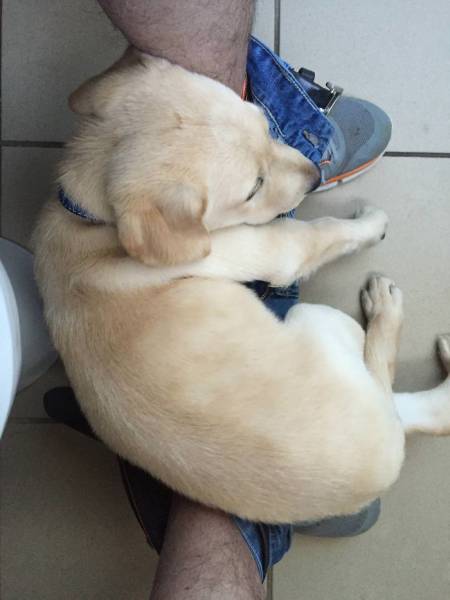Now This Is A Funny Way To Document Your Labrador’s Growth…