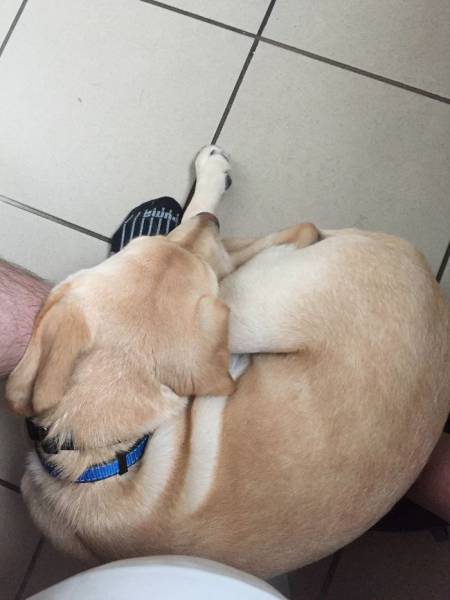 Now This Is A Funny Way To Document Your Labrador’s Growth…