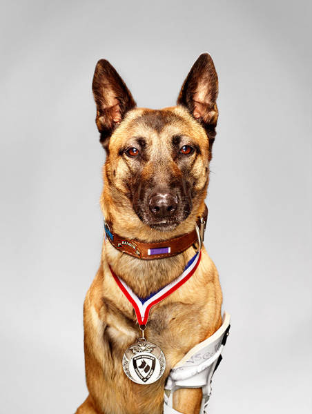 Dogs Can Be Even More Heroic Than Some Humans!