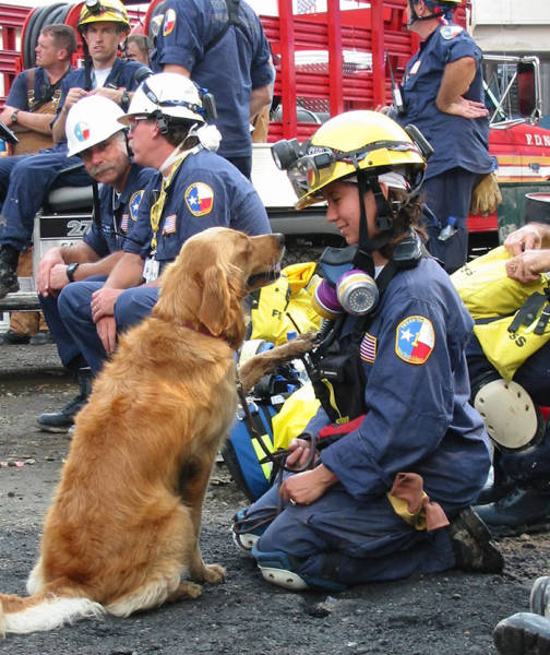 Dogs Can Be Even More Heroic Than Some Humans!