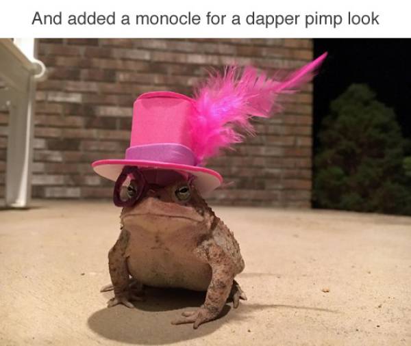 Who Knew Toads Need Hats As Well?