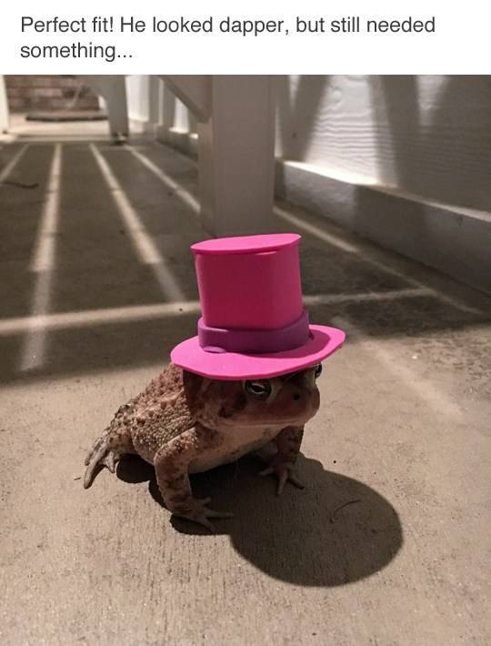 Who Knew Toads Need Hats As Well?