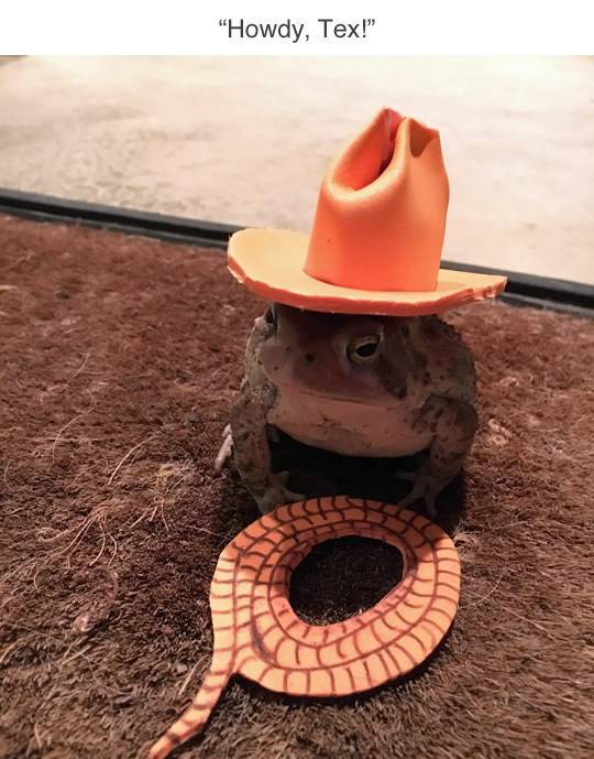 Who Knew Toads Need Hats As Well?