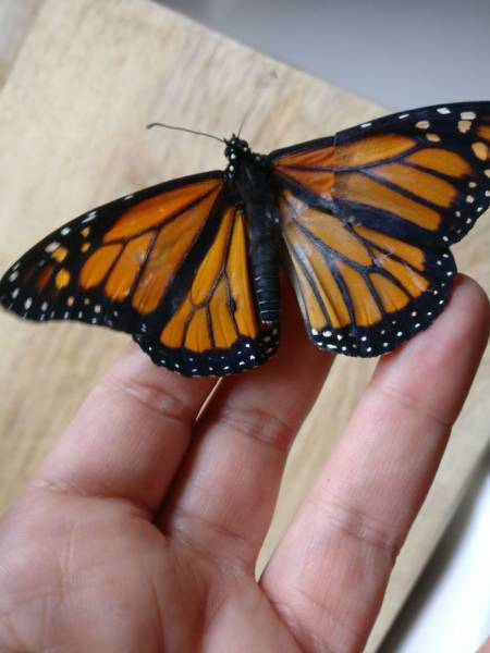 This Woman Was Able To Save A Monarch Butterfly And Give It A Second Life!