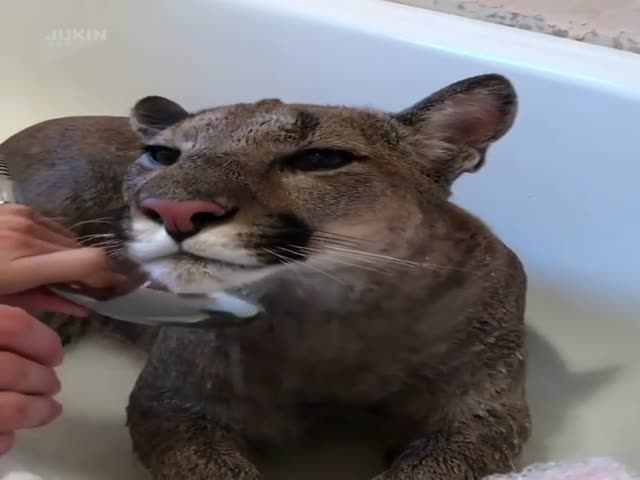 Pumas Love Bathing As Well!