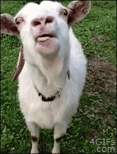 Goats Are Great Animals Too!