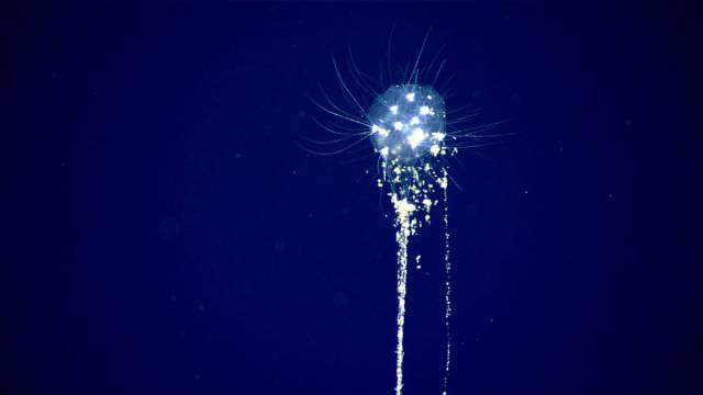 Gulf Of Mexico’s Deep Sea Creatures Are Something Otherworldly