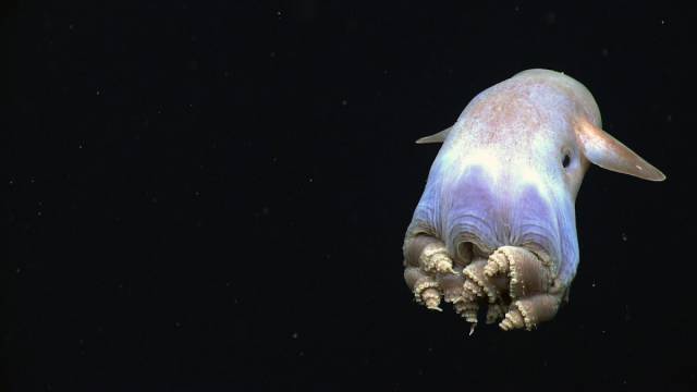 Gulf Of Mexico’s Deep Sea Creatures Are Something Otherworldly