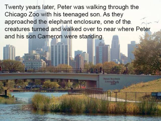 Elephants Always Remember…