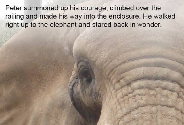 Elephants Always Remember…