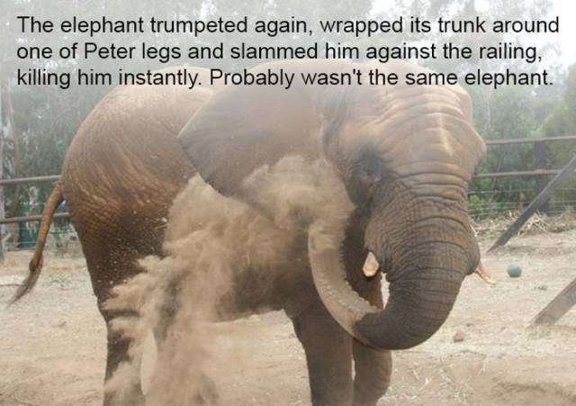 Elephants Always Remember…