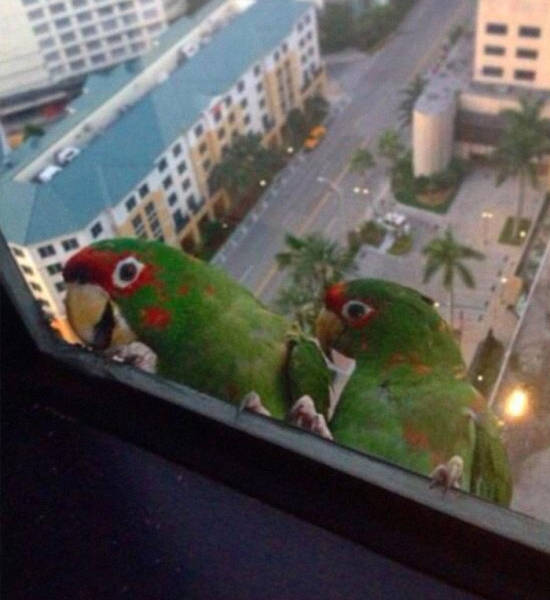 No Matter How High You Live Or Work, These Feathered Friends Will Reach You!