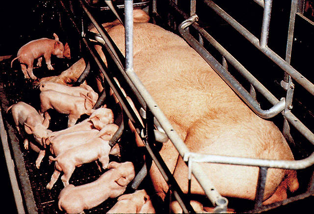 This Is How Meat Is Really Produced!
