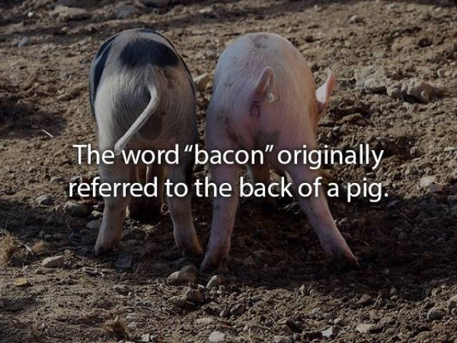 Well-Cooked Bacon Facts
