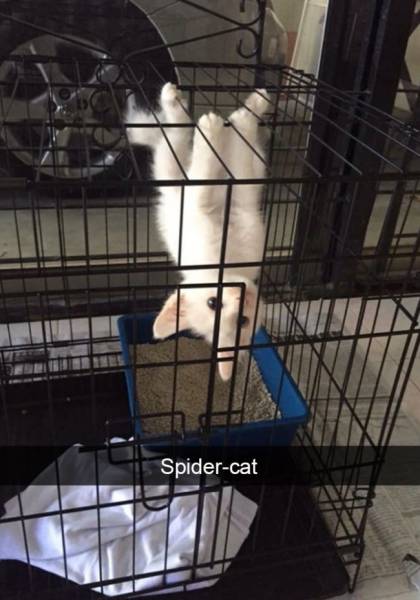 Cat Snapchats That Show Every Little Detail Of Living With A Cat
