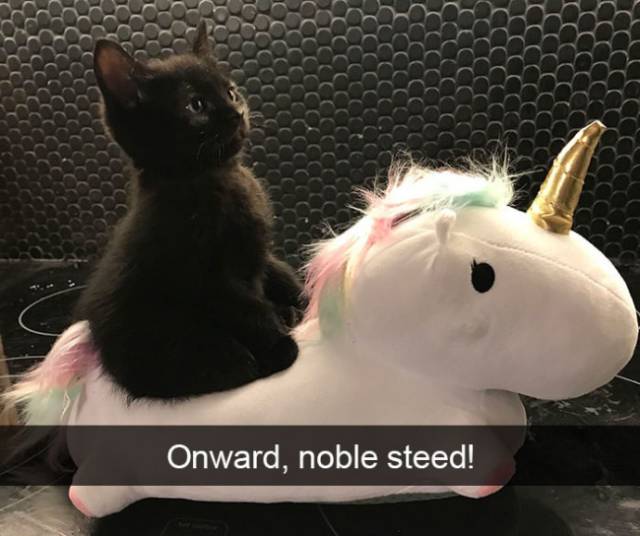 Cat Snapchats That Show Every Little Detail Of Living With A Cat