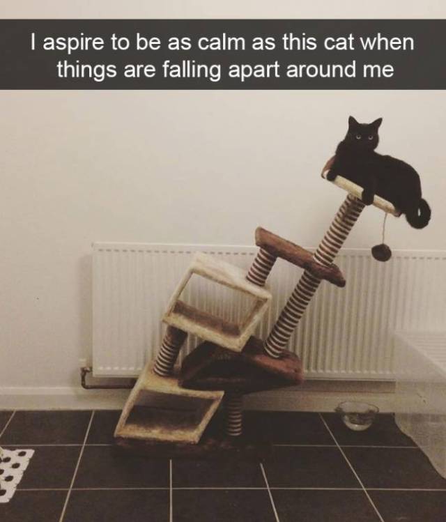 Cat Snapchats That Show Every Little Detail Of Living With A Cat