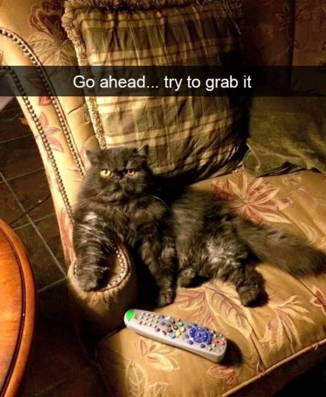 Cat Snapchats That Show Every Little Detail Of Living With A Cat