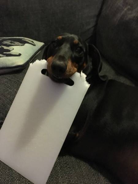 Dachshund That Always Steals Everything