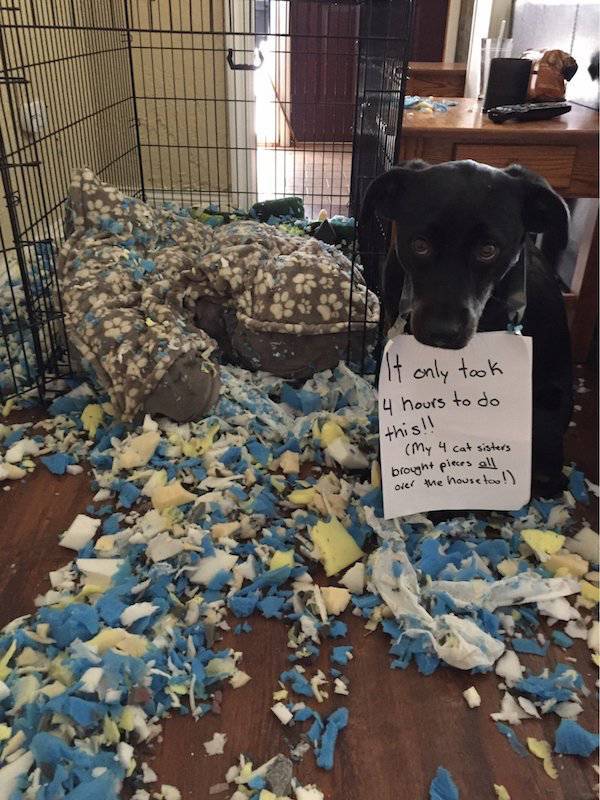 Animals Have Their Own “Hall Of Shame”