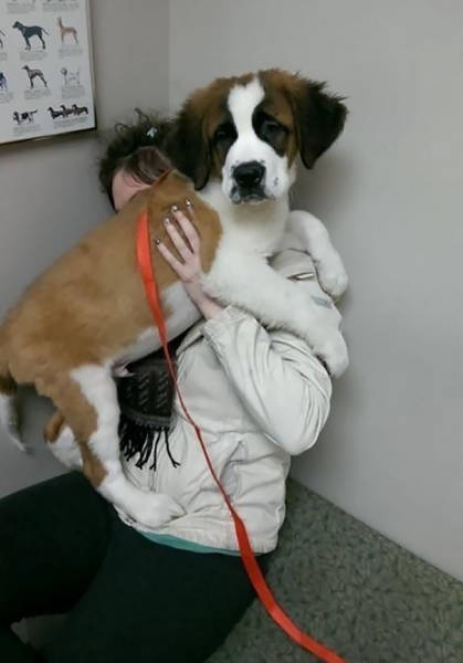 Dogs REALLY Don’t Like Going To The Vet…