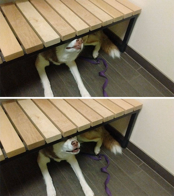 Dogs REALLY Don’t Like Going To The Vet…