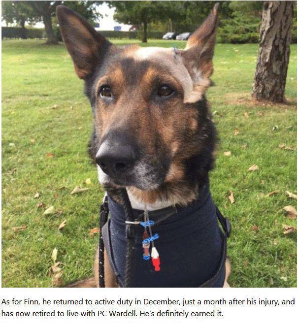 This Police Dog Never Backed Down